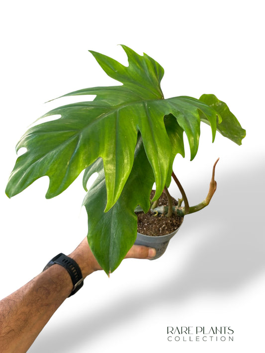 Philodendron Mayoi