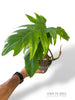 Philodendron Mayoi