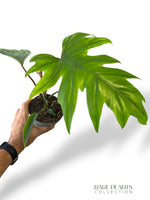 Philodendron Mayoi