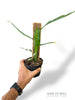 Monstera obliqua Yasuni