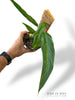 Monstera obliqua Yasuni