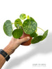 Pilea Mojito