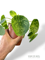 Pilea Mojito