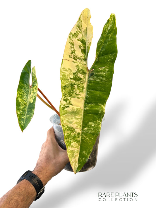 Philodendron Billietiae Variegata