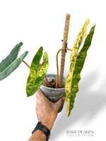 Philodendron Billietiae Variegata