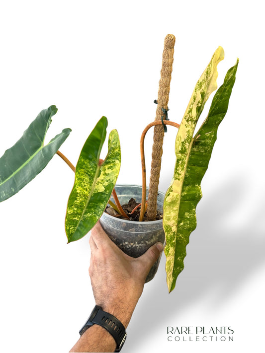 Philodendron Billietiae Variegata