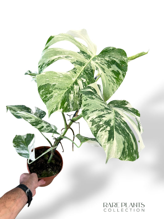 Monstera Variegata