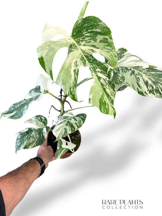 Monstera Variegata