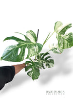 Monstera Variegata