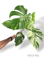 Monstera Variegata