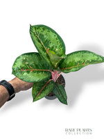 Aglaonema Camo Rubina