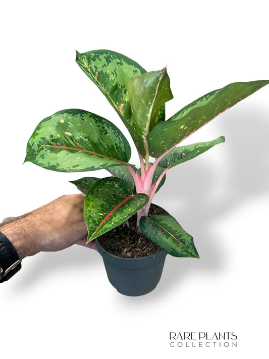 Aglaonema Camo Rubina