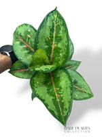 Aglaonema Camo Rubina