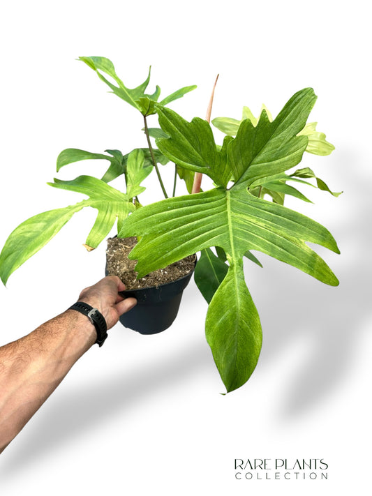 Philodendron Florida Ghost XL
