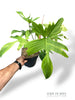 Philodendron Florida Ghost XL