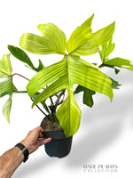 Philodendron Florida Ghost XL