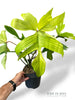 Philodendron Florida Ghost XL
