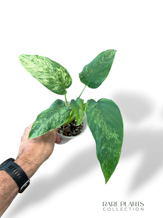 Homalomena Migma