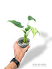 Homalomena Migma