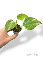 Epipremnum Colorado Constellation