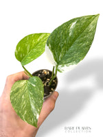 Epipremnum Colorado Constellation