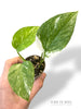 Epipremnum Colorado Constellation