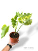 Philodendron Florida beauty x Mayoi