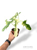 Philodendron Kitina