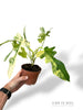 Philodendron Kitina
