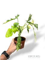 Philodendron Kitina
