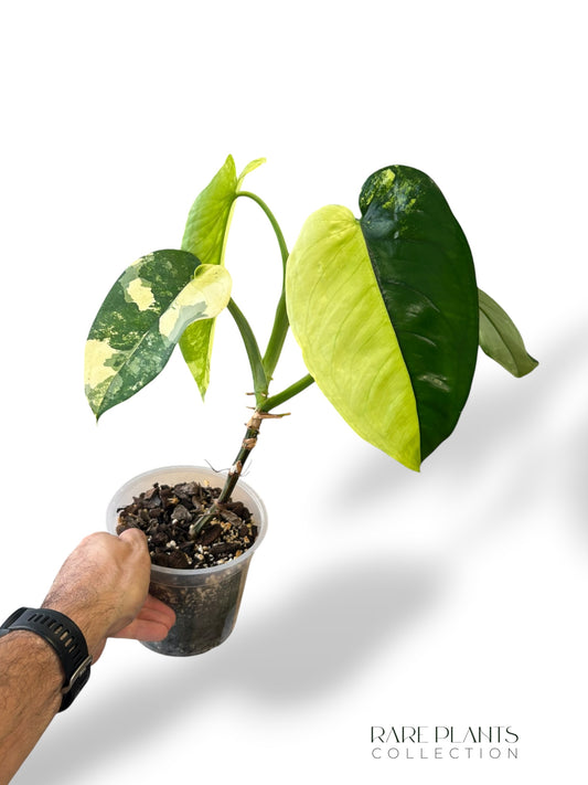 Syngonium Chiapense Albo Variegata