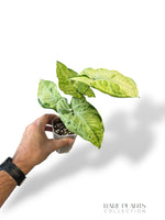 Syngonium Oregano