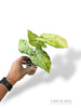 Syngonium Oregano