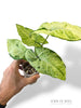 Syngonium Oregano