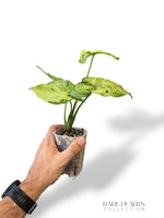Syngonium Oregano