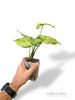 Syngonium Oregano