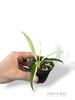 Philodendron tortum albo variegata
