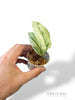Scindapsus Silver Cloud Variegata