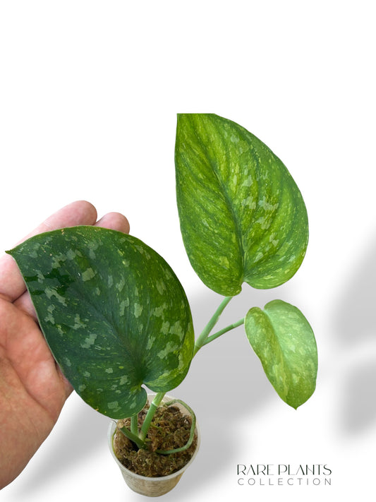 Scindapsus Baticon