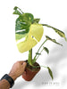 Monstera Thai Mutation