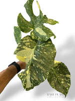 Monstera Thai Mutation
