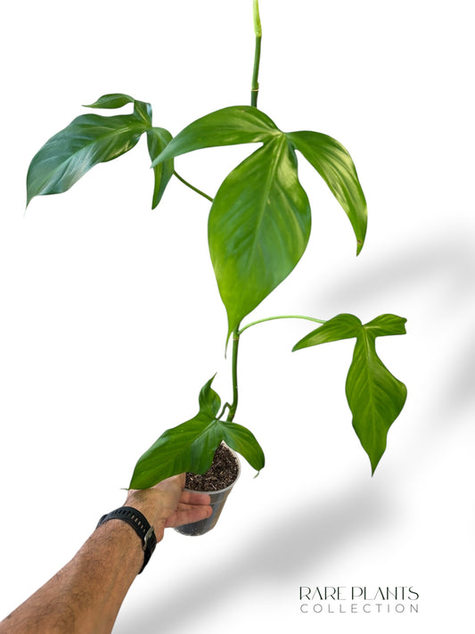 Philodendron Camposportoanum