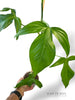 Philodendron Camposportoanum