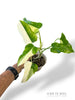 Philodendron Golden Dragon Variegata