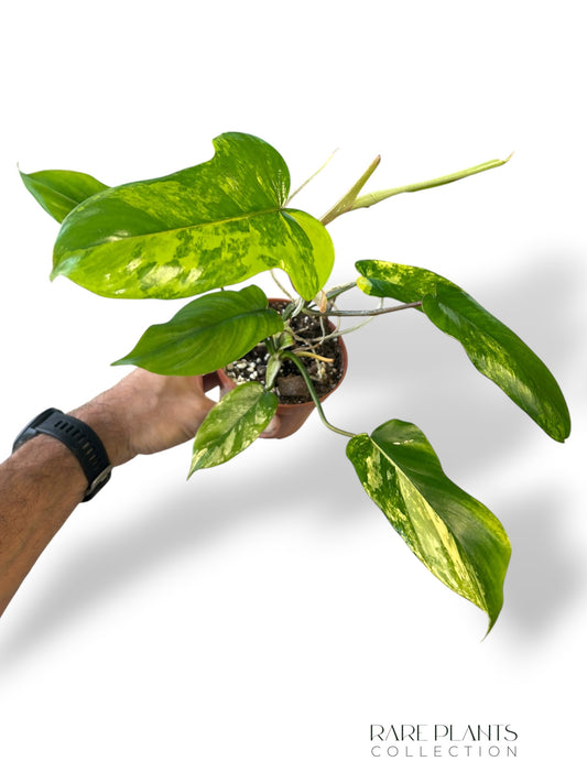 Philodendron Florida beauty x Paraiso Verde