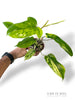 Philodendron Florida beauty x Paraiso Verde