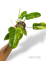 Philodendron Florida beauty x Paraiso Verde