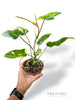 Philodendron Florida beauty x Paraiso Verde