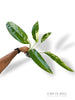 Epipremnum Giganteum White Pearl