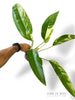 Epipremnum Giganteum White Pearl